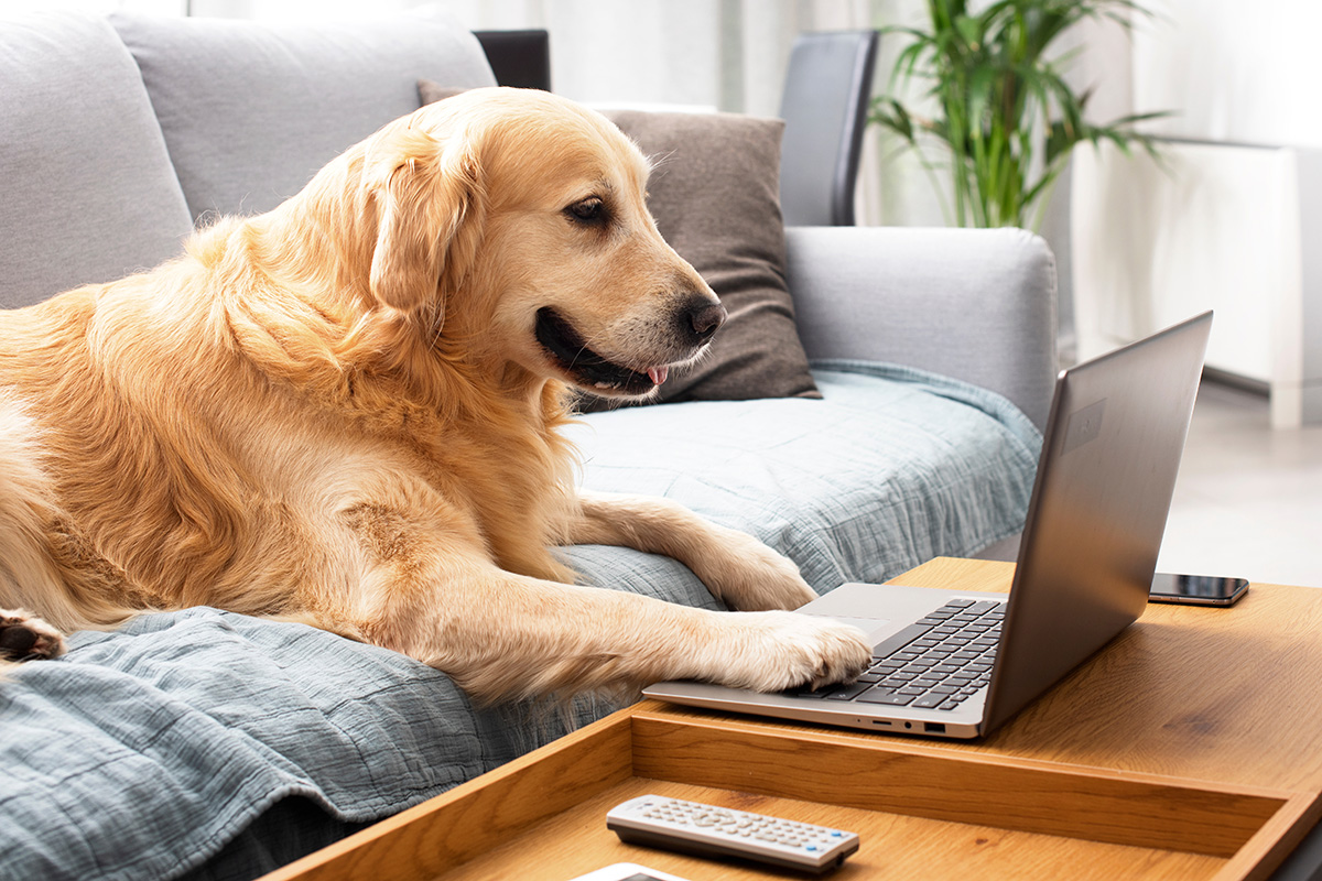 golden retriever typing on laptop