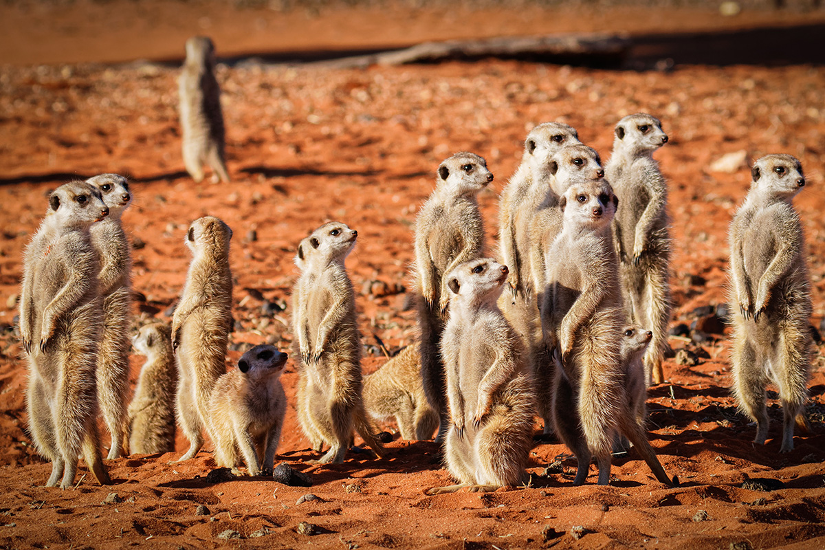 group of meerkats standing up