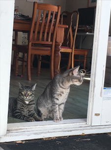 rachprofilecats Rachel's cats