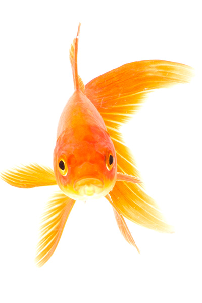 Goldfish