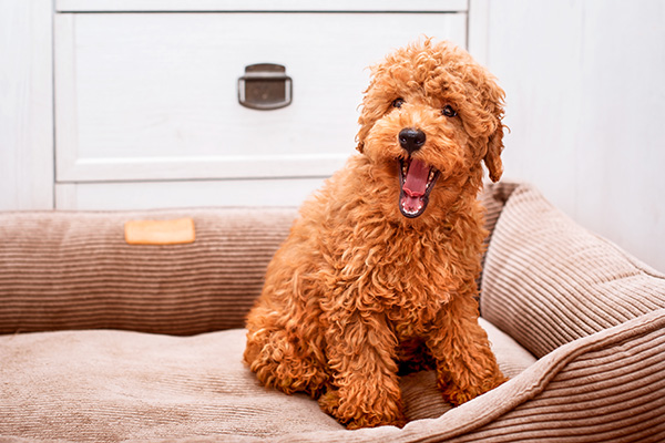 smiling cavoodle sitting on dog bed