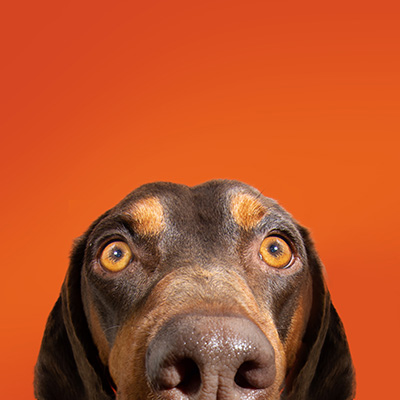 dog peaking up to show his face