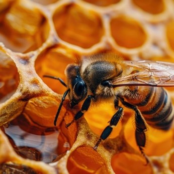Bee making honey