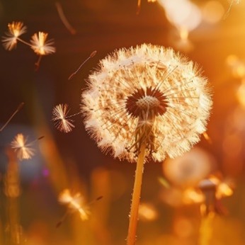 Dandelion losing it's fluff in the breeze
